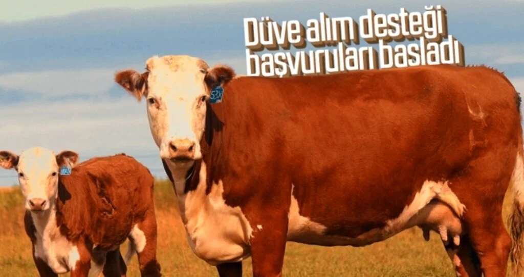 Düve alım desteği başvuruları başladı