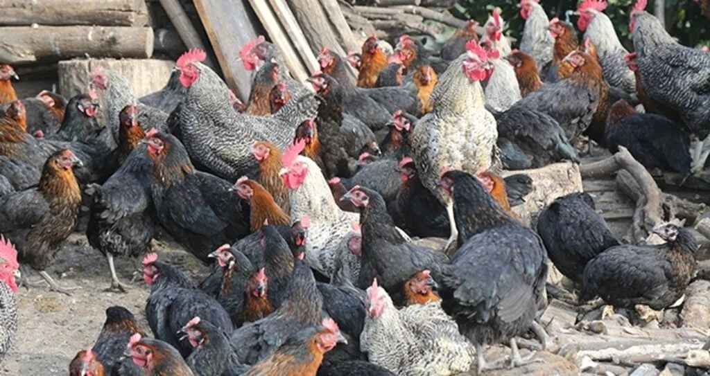 Eski buzdolabıyla başladıkları tavukçulukta yılda 200 bin lira kazanıyorlar