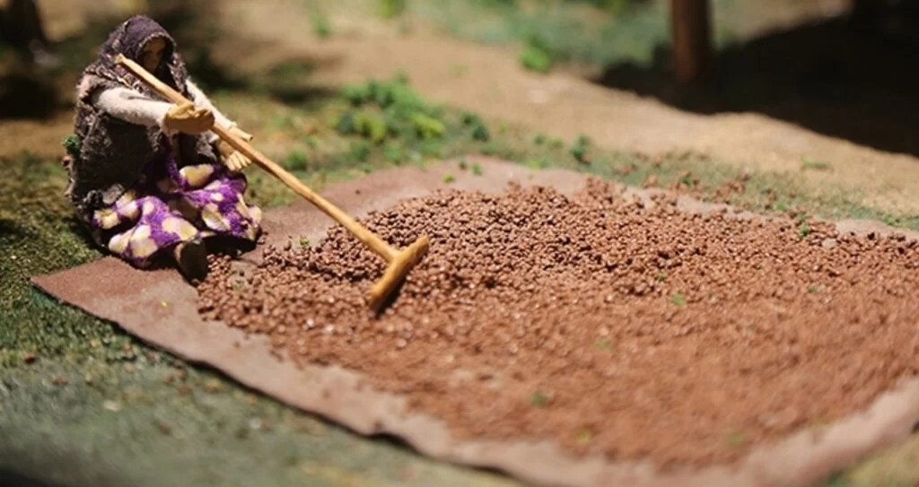 Fındığın Öyküsü Bu Müzede Anlatılacak