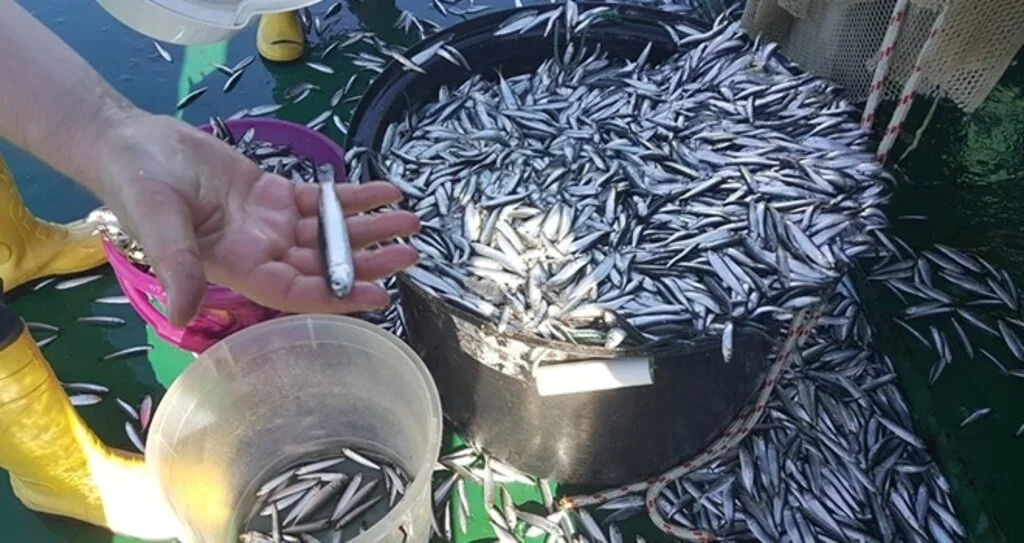 Hamsi erken göç etti umudumuz 'çaça'