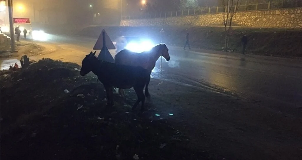 İnegöl'de başı boş atlar tehlike saçıyor
