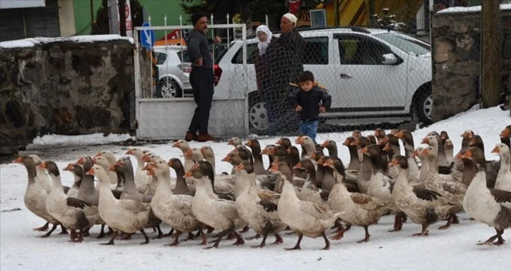 Kar yedikten sonra kesilen kazlar kargoyla sofralara ulaşıyor
