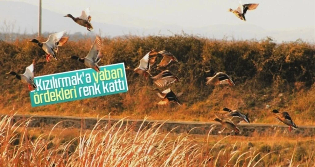 Kızılırmak'a yaban ördekleri renk kattı