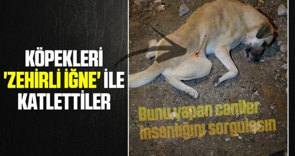 Köpekleri 'zehirli iğne' ile katlettiler