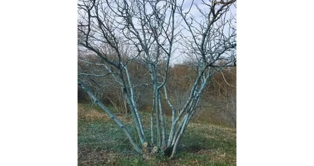 Ocaklarınızı 'Bordo Bulamacı' İle Koruyun