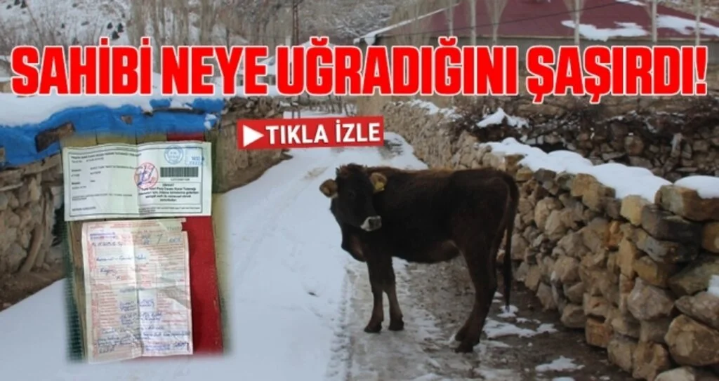 Sahibi Neye Uğradığını Şaşırdı! İneğe Ceza Kesildi