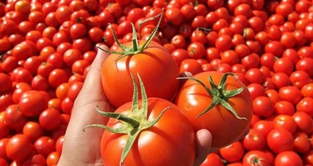 Samsun, Tokat, Çorum ve Amasya'da fiyatı en çok artan ürün domates