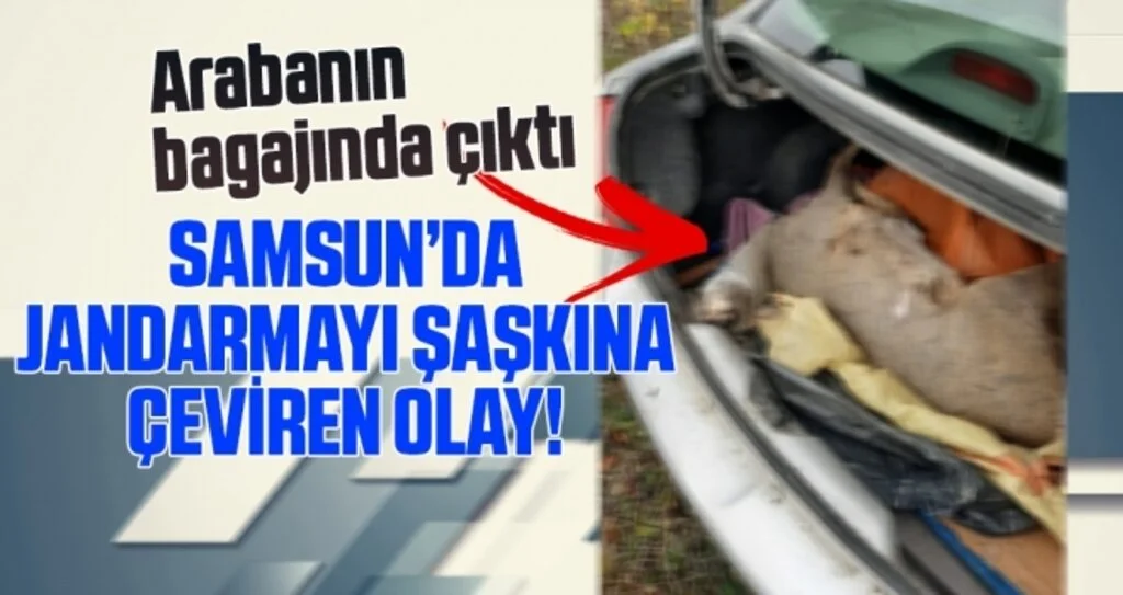 Samsun'da Jandarmayı Şaşkına Çeviren Olay!