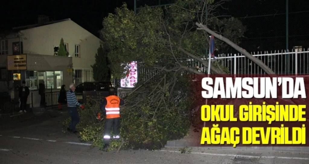 Samsun’da okul girişinde ağaç devrildi