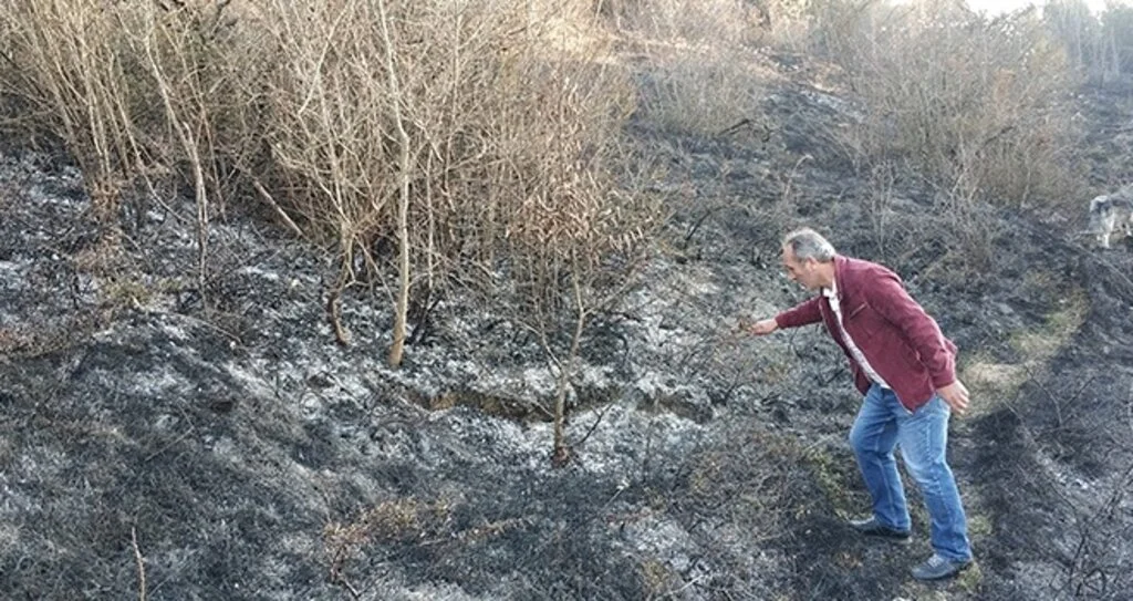 Samsun'da ormanda örtü yangını