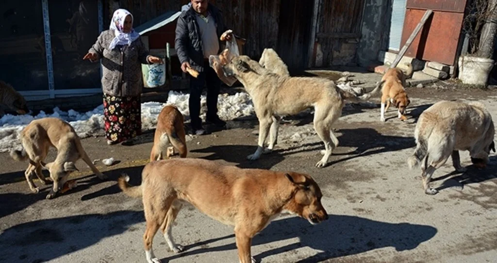 Sokak hayvanlarına her  gün ekmek ve yem veriyorlar
