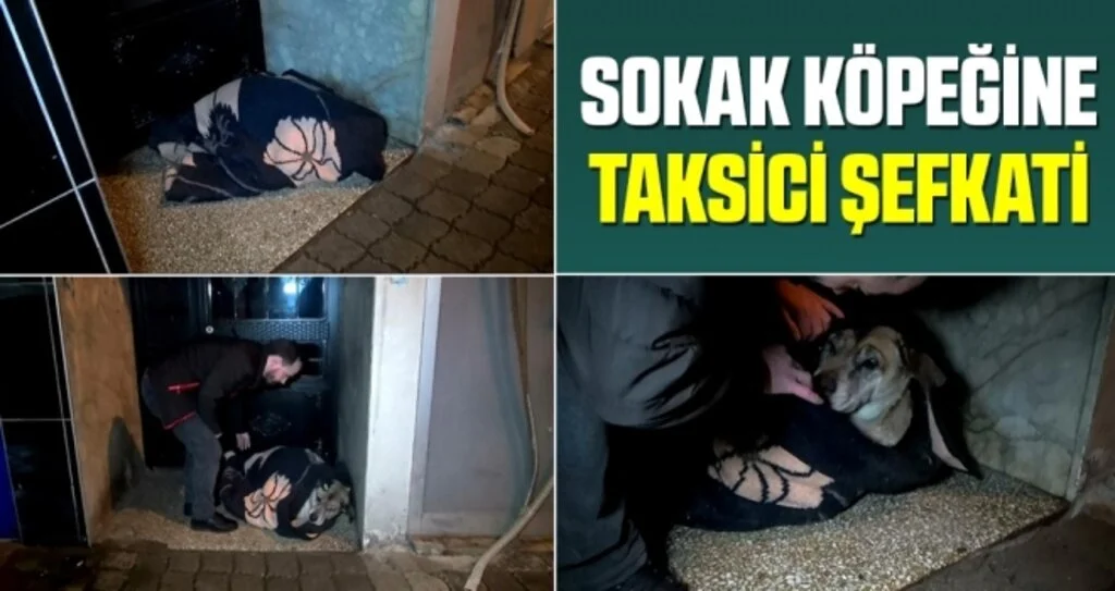 Sokak Köpeğine Taksici Şefkati