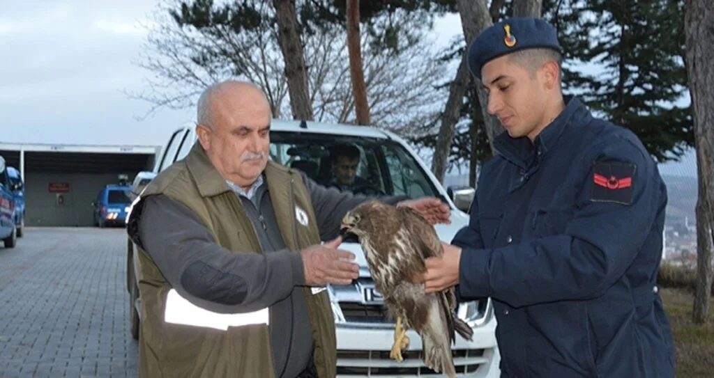 Yaralı şahine jandarma şefkati