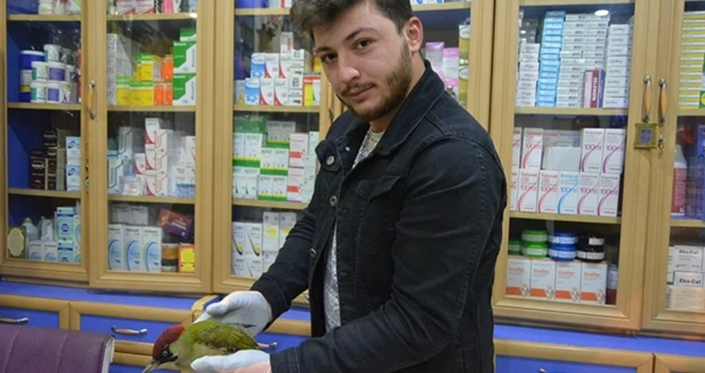 Yeşil ağaçkakan koruma altında