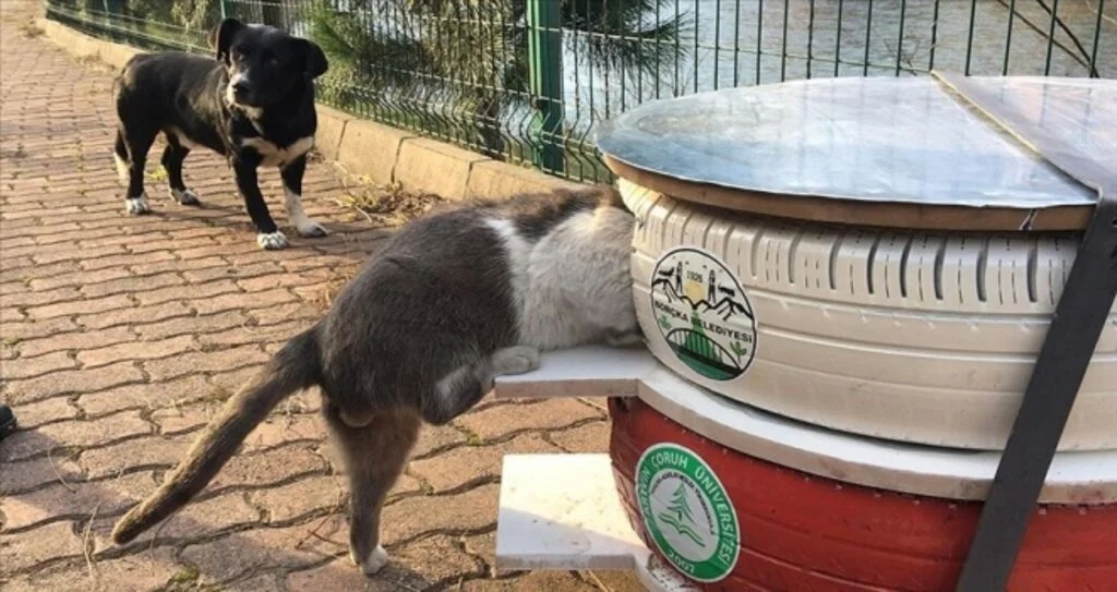 Atık araç lastikleri sokak kedilerine yuva oldu