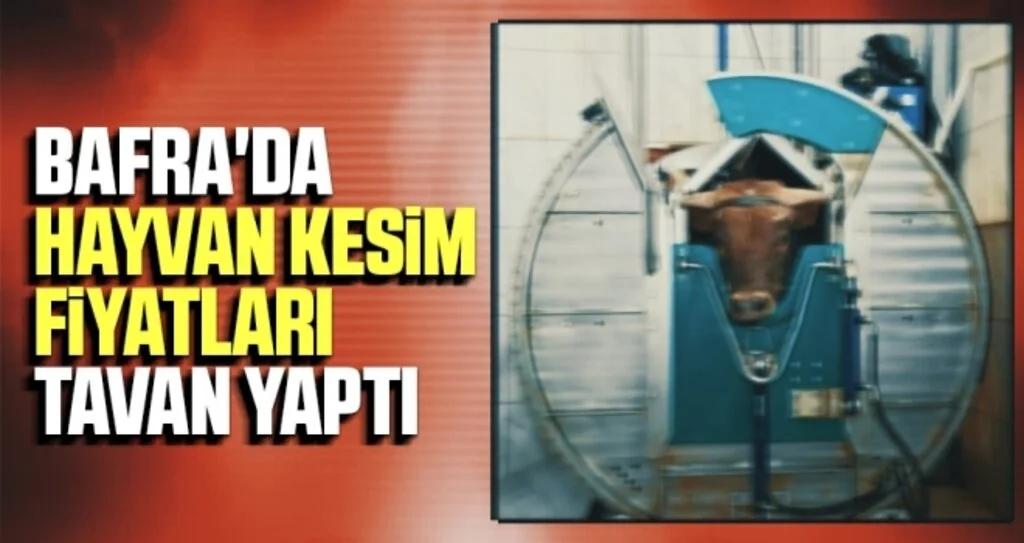 Bafra'da Hayvan Kesim Fiyatları Tavan Yaptı