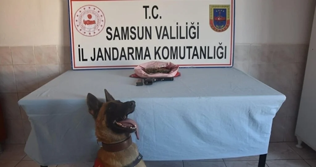 Bafra’da kubar esrar ele geçirildi
