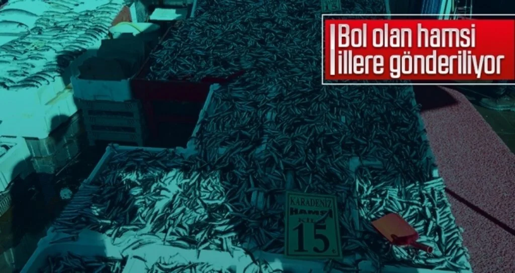 Bol olan hamsi illere gönderiliyor