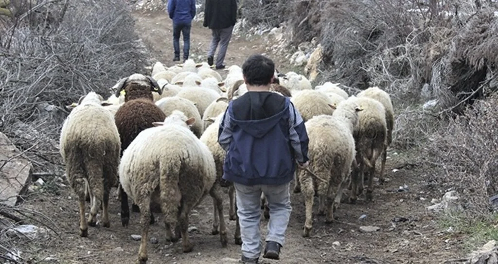 Boyundan büyük koyunlara çobanlık yapıyor