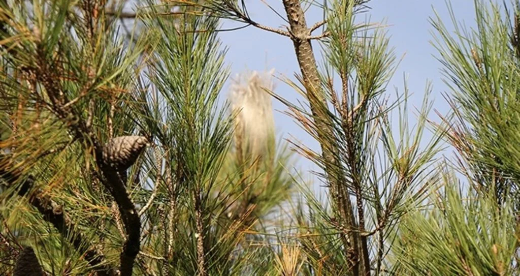 'Çam Kese Böceği' Ormanları Tehdit Ediyor