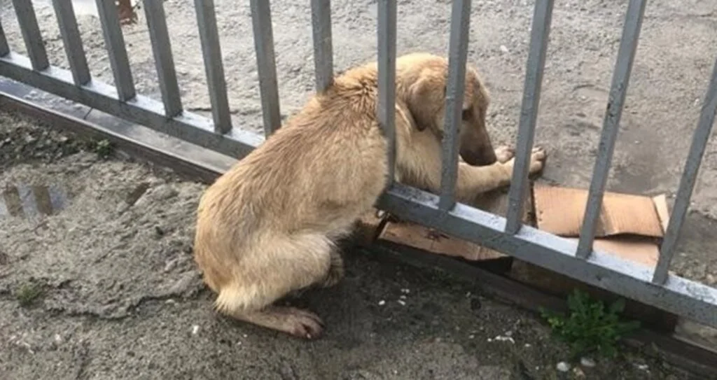 Demir parmaklıklara sıkışan köpeği trafik ekipleri kurtardı