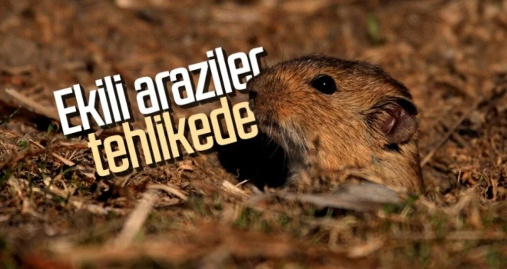 Ekili araziler tehlikede