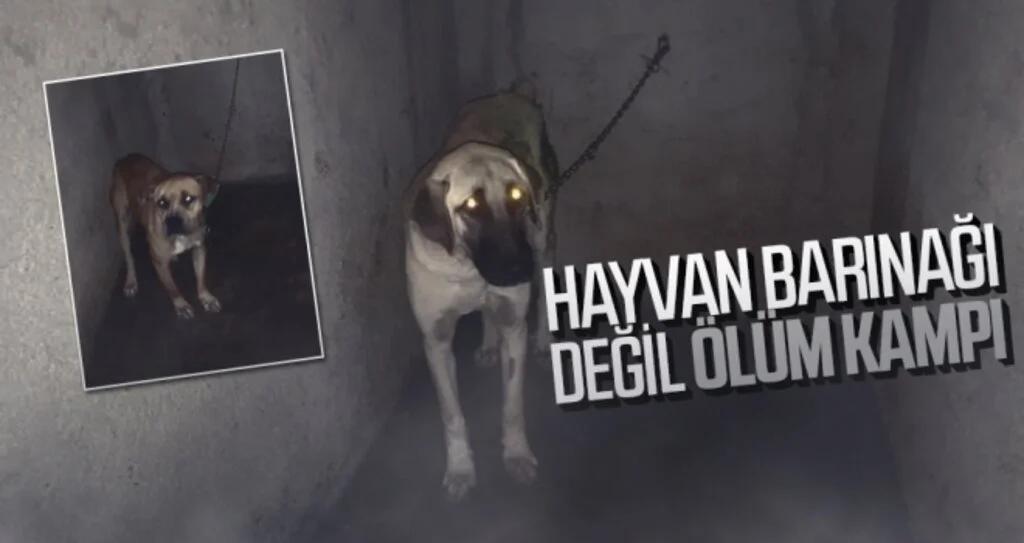 Hayvan Barınağı değil ölüm kampı