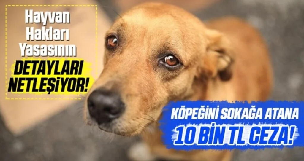 Hayvan Hakları Yasasının Detayları Netleşiyor! Köpeğini Sokağa Atana 10 Bin Lira Ceza