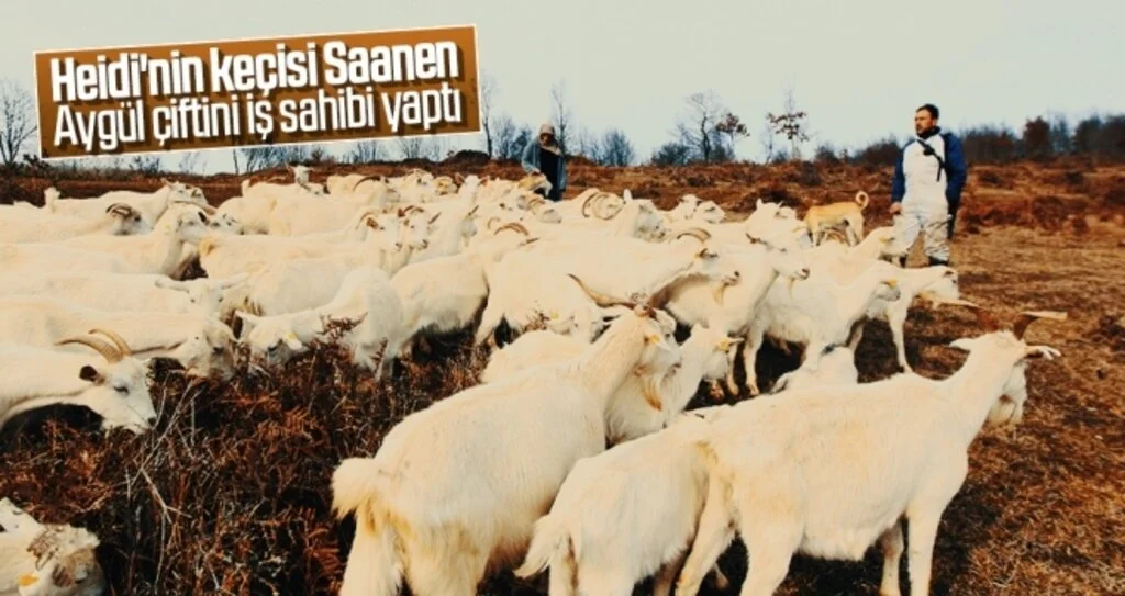 Heidi'nin keçisi Saanen Aygül çiftini iş sahibi yaptı