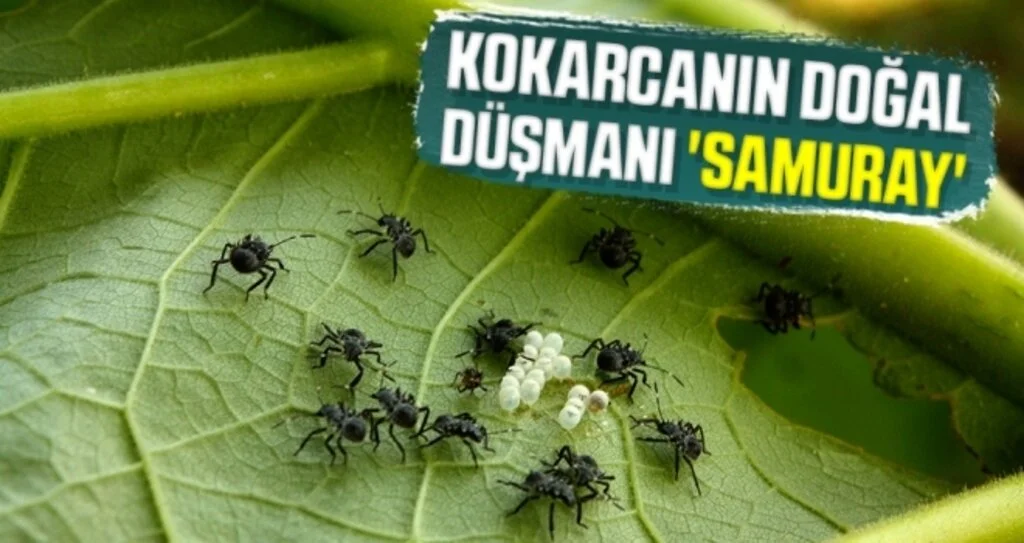 Kokarcanın Doğal Düşmanı 'Samuray'