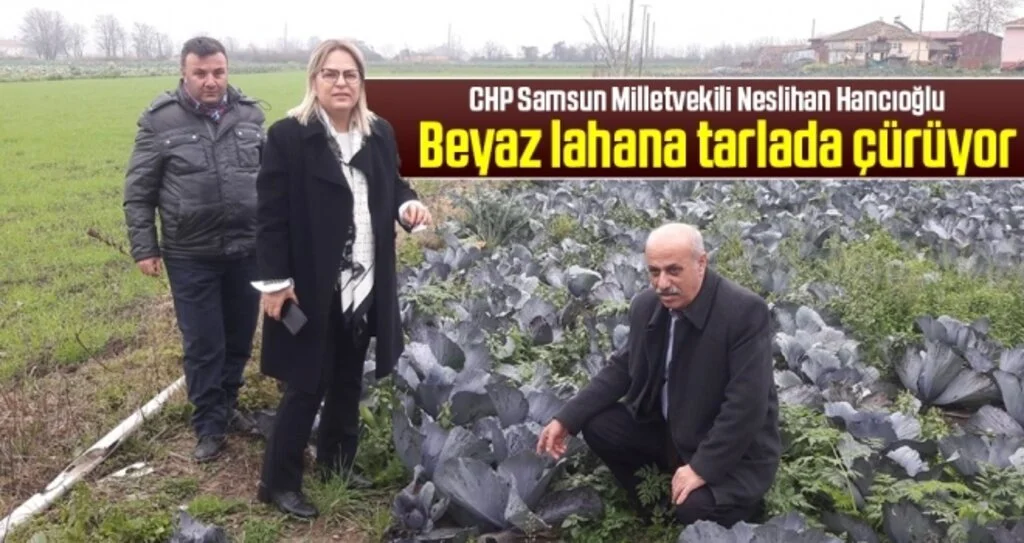 Milletvekili Hancıoğlu: Beyaz Lahana Tarlada Çürüyor