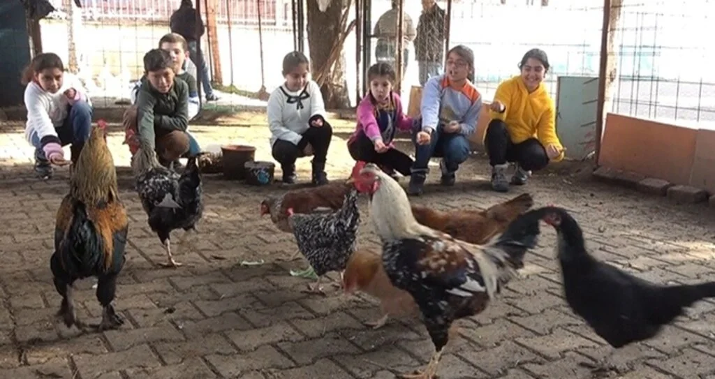 Okula kurulan kümesle öğrencilere hayvan sevgisi aşılanıyor