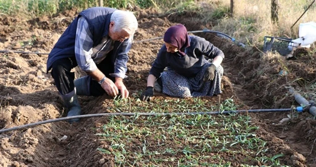 Ordu’da Salep Üretimine Başlandı
