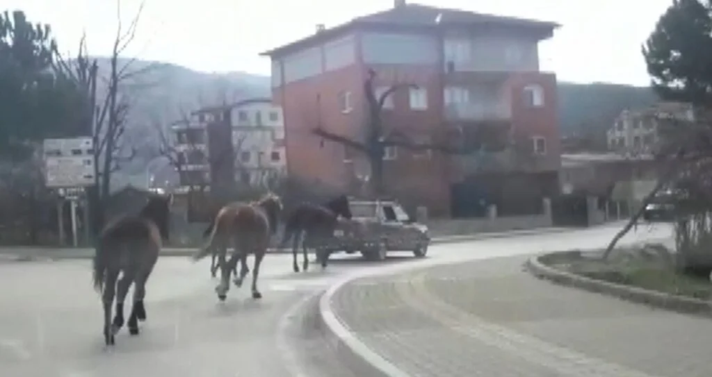 Otomobile bağladığı atları asfaltta metrelerce koşturdu