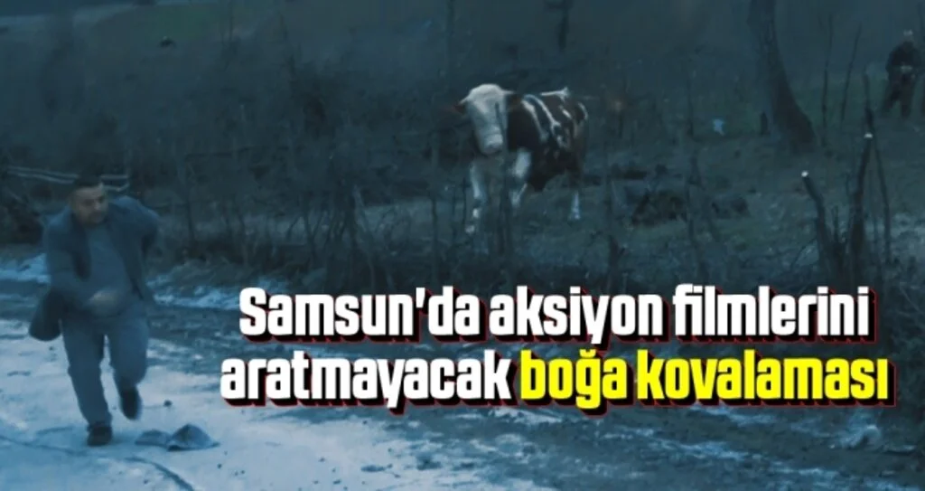 Samsun'da Aksiyon Filmlerini Aratmayacak Boğa Kovalaması