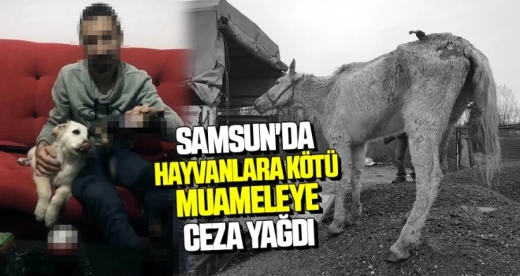 Samsun'da Hayvanlara kötü muameleye Ceza Yağdı