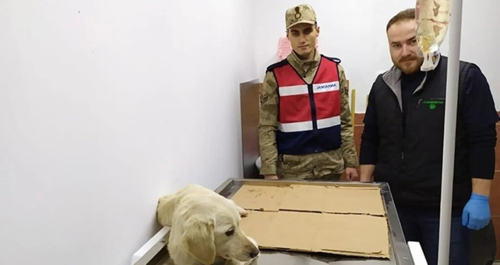 Samsun'da Jandarma Yaralı Köpeği Tedavi Ettirdi