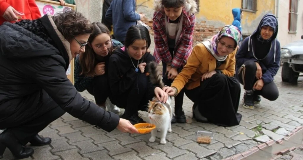 Samsun'da Sokak Sokak Kedi Maması Dağıttılar