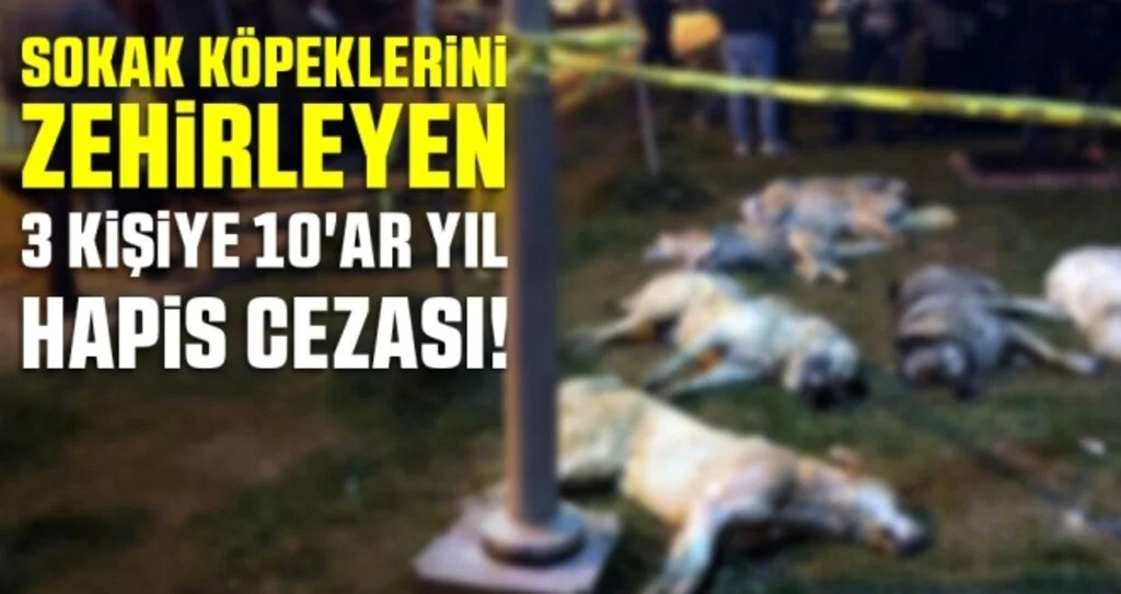 Sokak Köpeklerini Zehirleyen 3 Kişiye 10'ar Yıl Hapis Cezası!