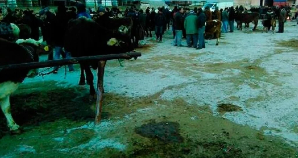 Tokat'ta şap tehlikesi