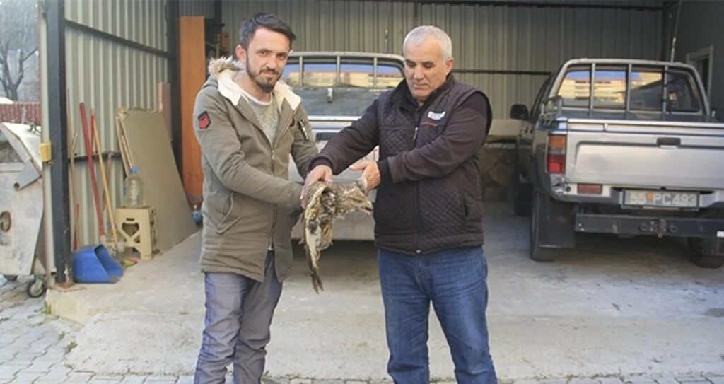 Yaralı halde bulunan  şahin tedavi edilecek