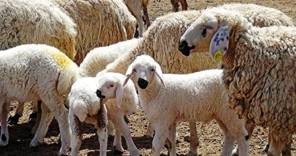 Ağız sütünün yeterli verilmemesi kuzuları öldürüyor