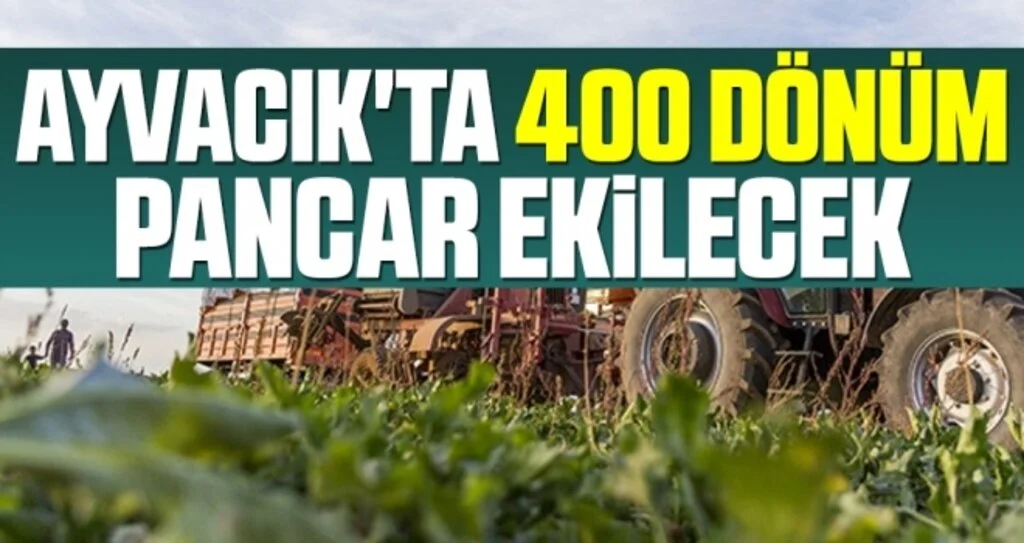 Ayvacık'ta 400 Dönüm Araziye Pancar Ekilecek