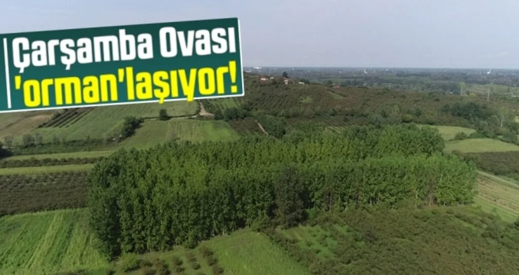 Çarşamba Ovası 'orman'laşıyor! 