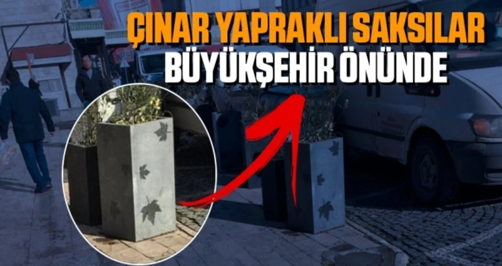 Çınar Yapraklı Saksılar Büyükşehir Önünde