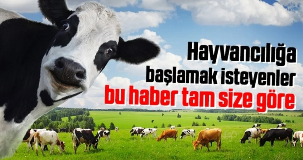 Hayvancılığa Başlamak İstiyenlere Faizsiz Kredi Desteği