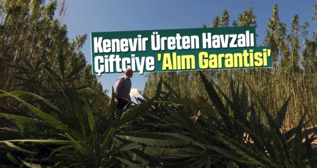 Kenevir Üreten Havzalı Çiftçiye 'Alım Garantisi'