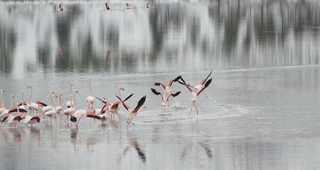 Konya’da 13 flamingo soğuktan öldü