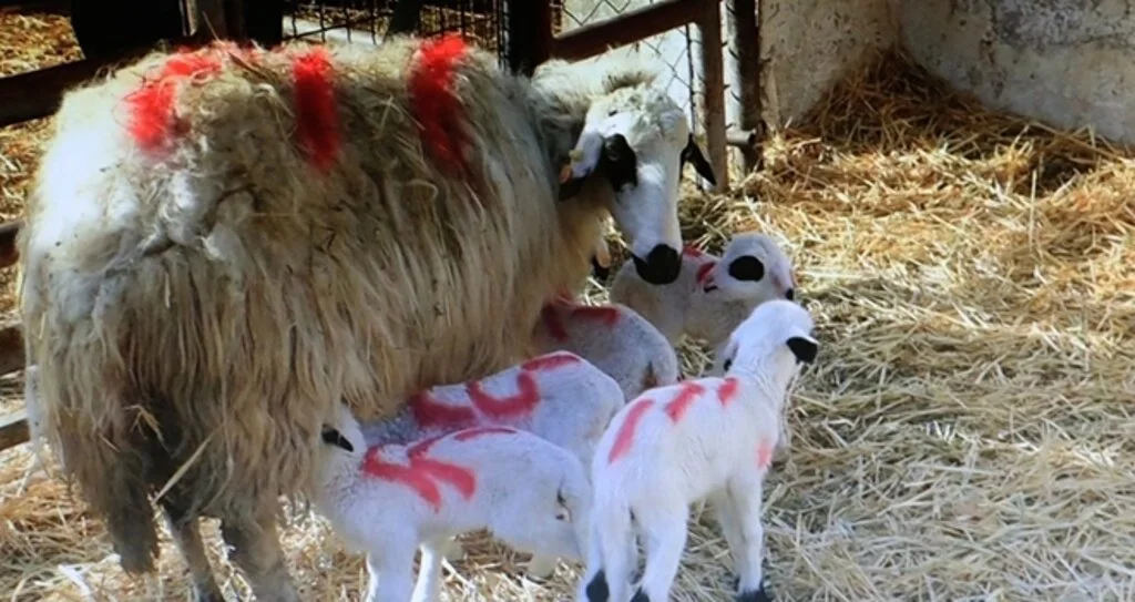 Koyun Beşiz Yavruladı