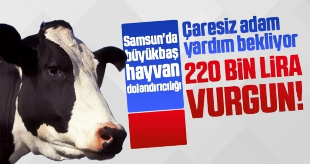 Samsun'da büyükbaş hayvan dolandırıcılığı iddiası: '220 bin TL'lik vurgun'